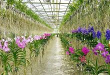 Angel Orchid Farm景点图片