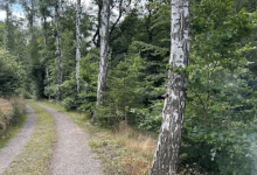 Die Spinne景点图片