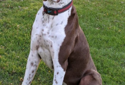 Watson Park景点图片