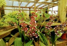 The Garden Center/Cheryl MacDonald Landscaping购物图片
