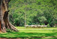 Bayan Trees景点图片