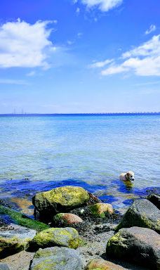 Åbent skovareal ved Nyborg-尼堡