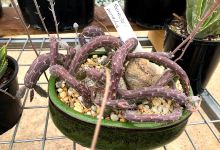 Succulents Australia购物图片