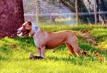 Jackson Dog Park景点图片