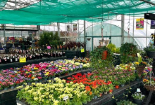 Four Acres Nursery购物图片