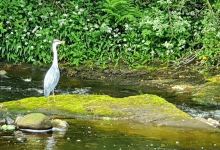 Herbertshire Castle Park景点图片