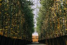 Società Agricola Papini Giocondo购物图片