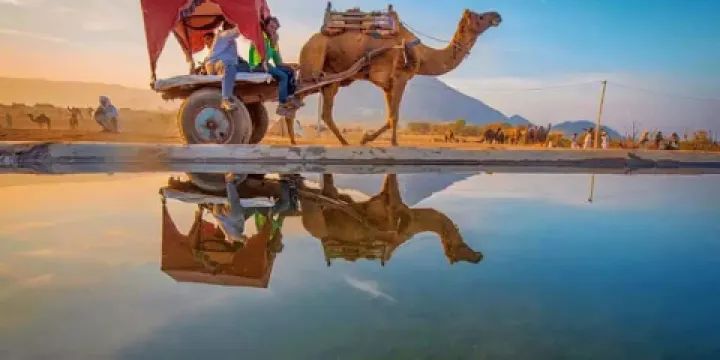 Dharma Camel Safari pushkar