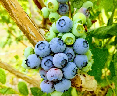 Ochs Orchard