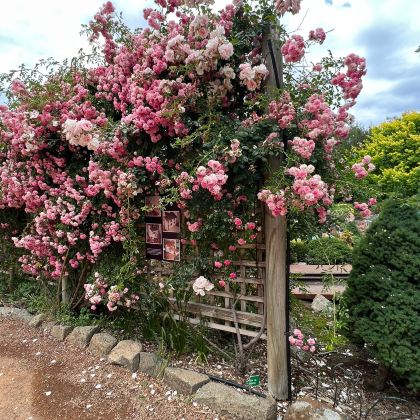 澳大利亚堪培拉+悉尼12日11晚自由行