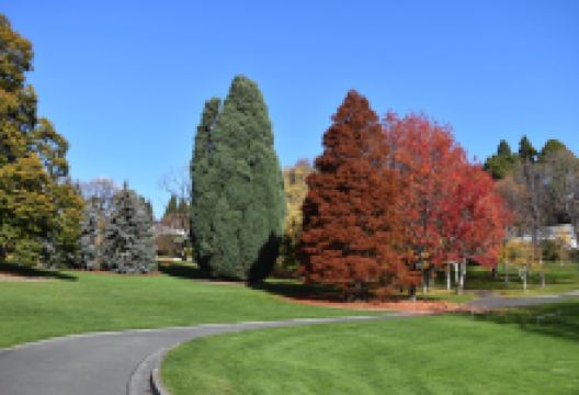 塔斯马尼亚皇家植物园景点图片