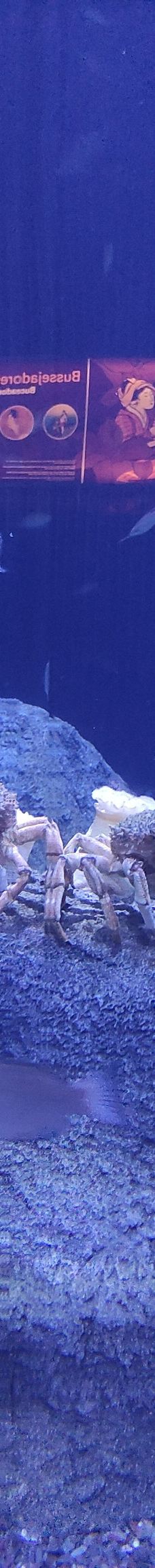 瓦伦西亚海洋公园-瓦伦西亚