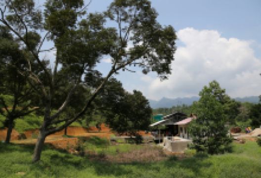 吉米榴莲园景点图片