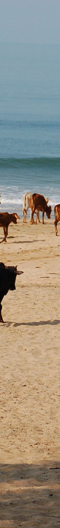 阿贡达海滩-雅高达