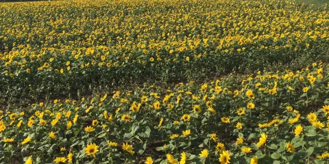 大空町向日葵花田