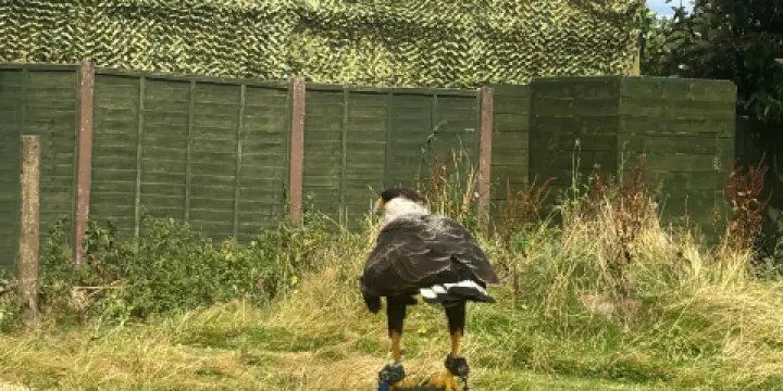 Gentleshaw Birds of Prey and Wildlife Centre