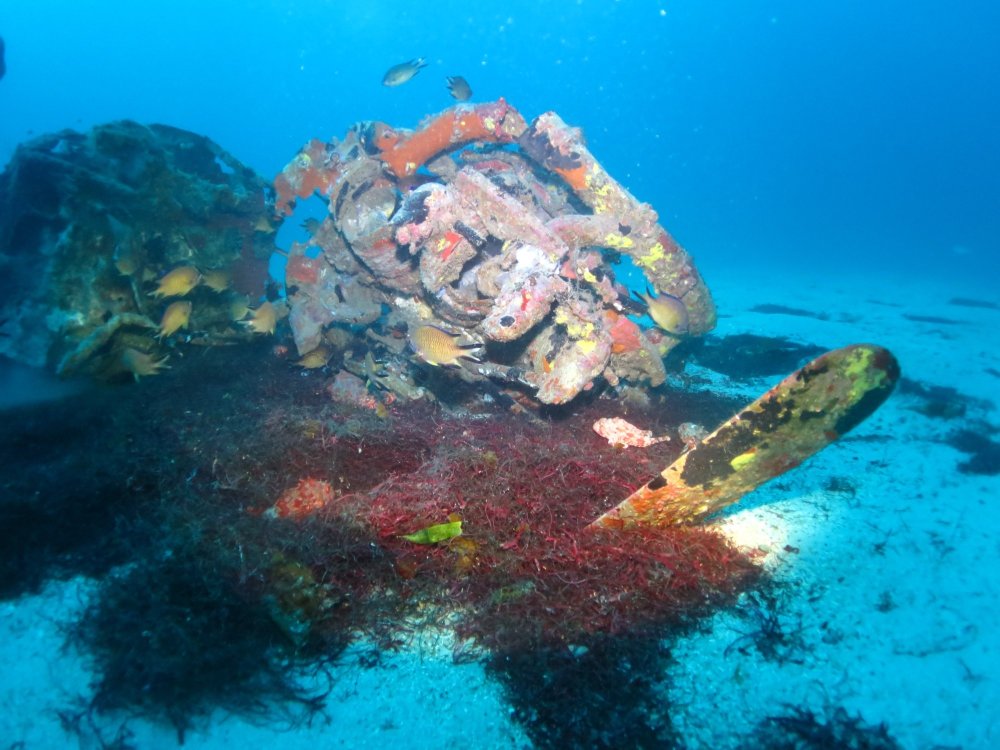 Blue Explorers餐厅图片