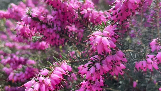 Soos Creek Botanical Garden