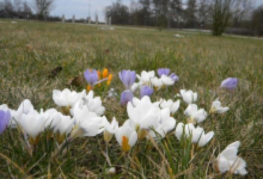 Skulpturenpark Niederhochstadt景点图片