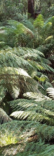 Tall Trees Walk-Mount Field