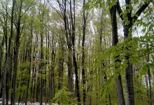 Belvedere Cetățuie景点图片