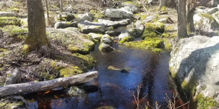 Weetamoo Woods & Pardon Gray Preserve