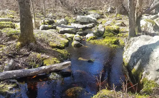 Weetamoo Woods & Pardon Gray Preserve