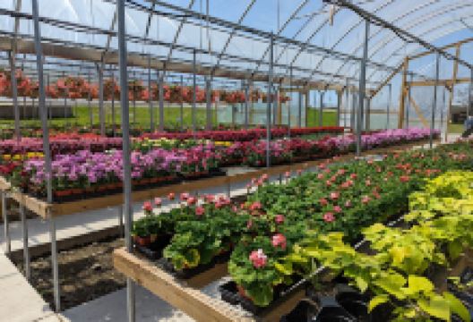 Bobo's Nursery IH-45 Location购物图片