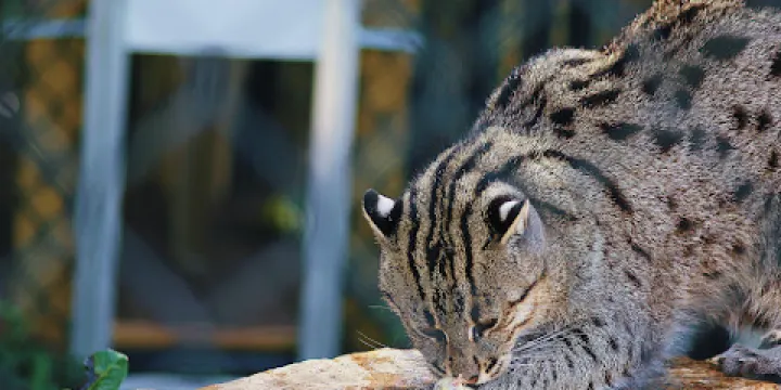 Panther Ridge Conservation Center