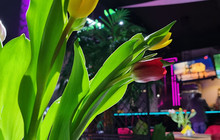 LEMON Nightclub & Cafe - Tukums餐厅图片