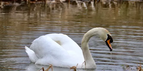 Swift Valley Nature Reserve