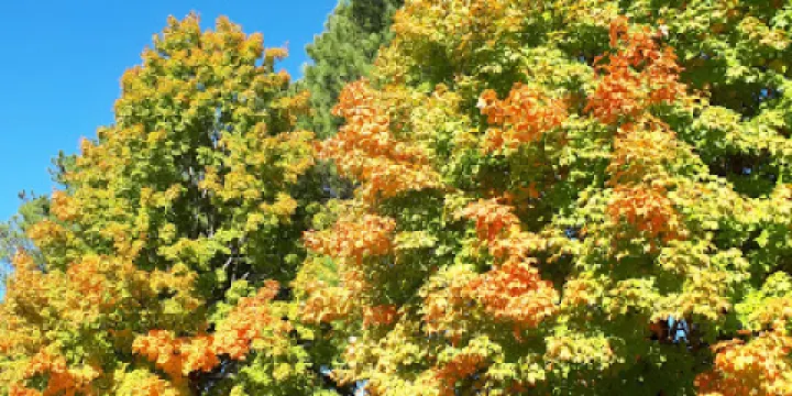 Mansell House and Gardens