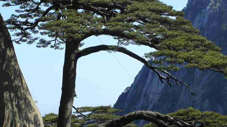 4-Day Huangshan Scenic Area + Hongcun Village + Xidi + Wuyuan Huangling