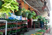 Vivian Feed & Seed购物图片