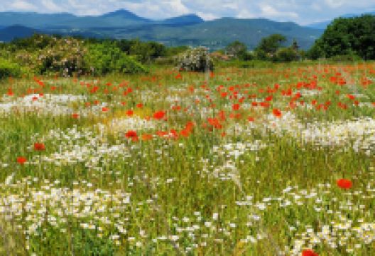 Градини с Маслодайна Роза购物图片