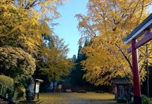 旗山神社景点图片