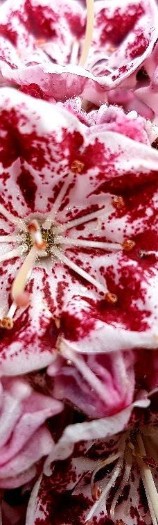 本那比山公园-本那比