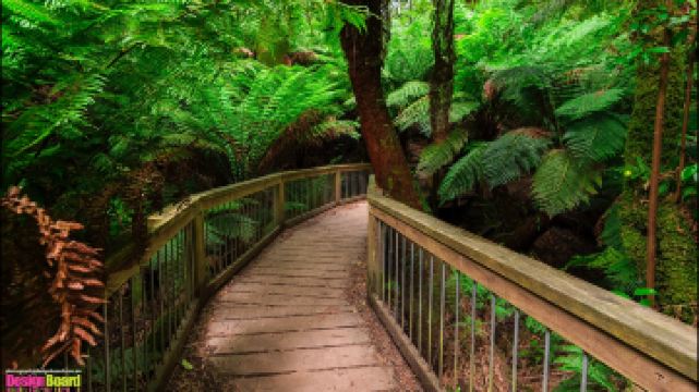 梅茨雷斯特熱帶雨林