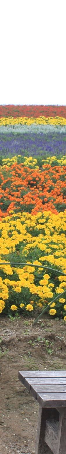 菅野农场-上富良野町