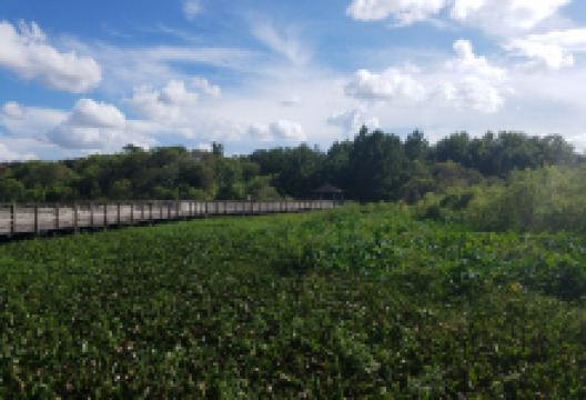Lake Lotus Park景点图片