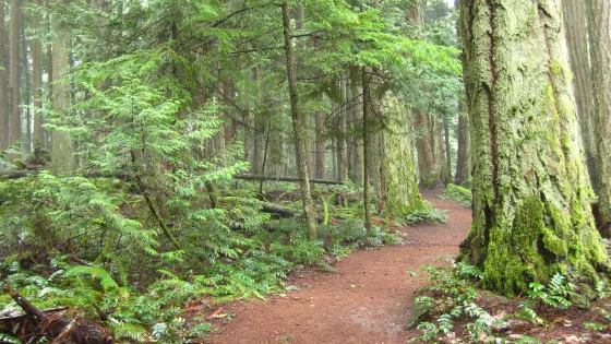 Heritage Forest