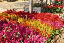 HolamBrasil Turismo景点图片