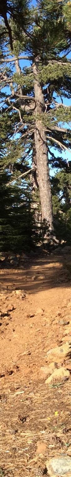 奥林匹斯山-特罗多斯山