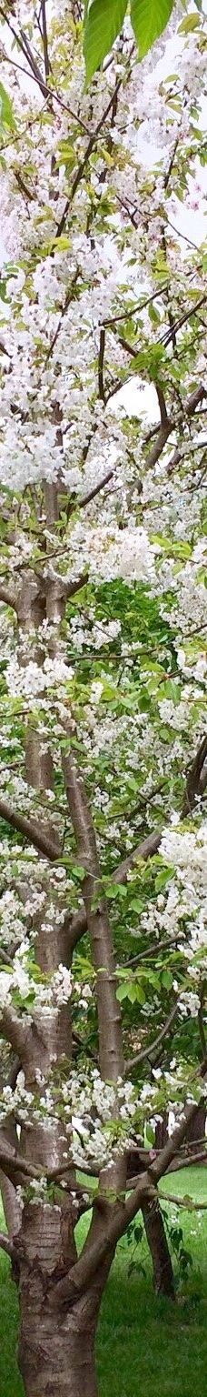 Lennox Gardens-亚拉伦拉