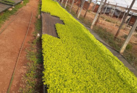 Viveiro de Mudas e Hortaliças Shequiná景点图片