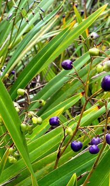 七色土-毛里求斯