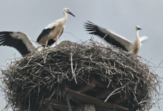 Bocianie gniazdo景点图片
