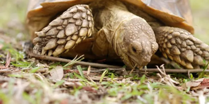 Forest Animal Rescue