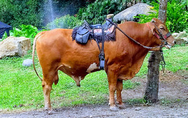 Granja Extrema