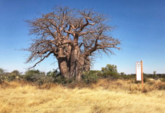 Green’s Baobab景点图片